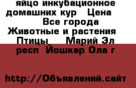 яйцо инкубационное домашних кур › Цена ­ 25 - Все города Животные и растения » Птицы   . Марий Эл респ.,Йошкар-Ола г.